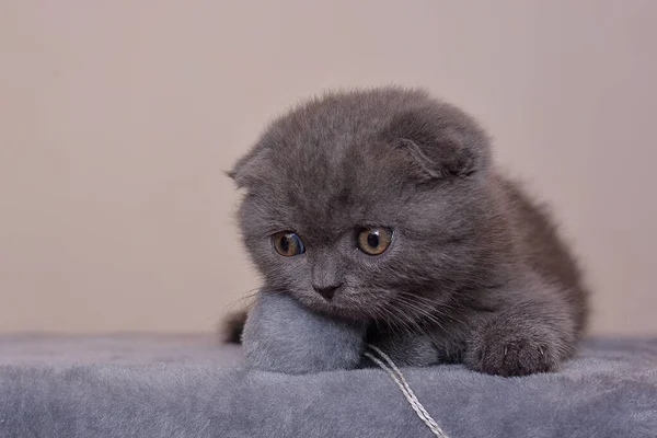 Retrato Gatito Escocés Gris Con Ojos Tristes —  Fotos de Stock