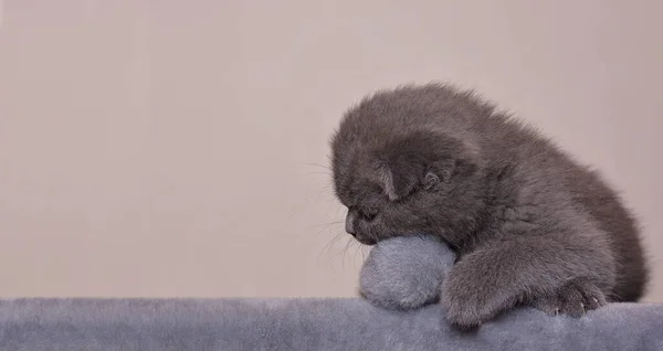 Pequeño Gatito Escocés Gris Encuentra Clew Favorito Copiar Espacio Para —  Fotos de Stock