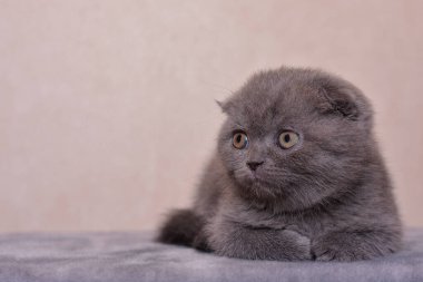 Gri İskoç kedi yavrusu evinin önünde oturuyor. Mesaj için alanı kopyala