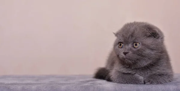 Gris Escocés Gatito Primer Plano Sienta Casa Espacio Copia Para —  Fotos de Stock