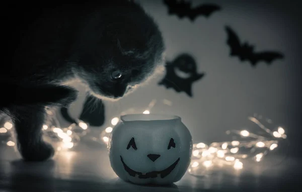 Egy Fekete Macska Nézi Halloween Tök Hátterében Bokeh Szellem Denevérek — Stock Fotó