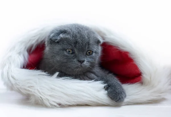 Gatito Escocés Sombrero Santa Sobre Fondo Blanco —  Fotos de Stock