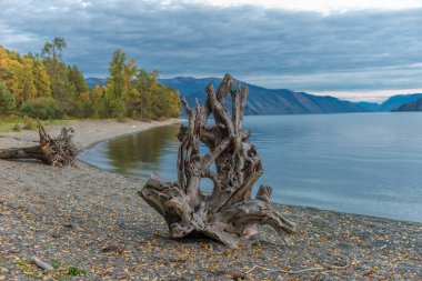 Altai dağlarındaki Teletskoye Gölü 'nün sonbahar gölünde tuhaf bir ağaç.