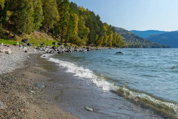 Teletskoye Partja Altai Hegyekben — Stock Fotó