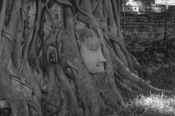 Buddha head in tree roots in the Wat Mahathat ruins in Ayutthaya, Thailand. The head was once part of a sandstone Buddha image which fell off the main body onto the ground. It was gradually trapped into the roots of a constantly growing Bodhi tree.