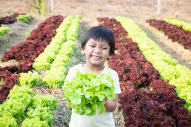 Küçük Asyalı çocuk çiftçi elinde gülen suratlı taze yeşil meşe marulu tutuyor. Genç çiftçi tarımsal sebzeleri hasat ediyor..