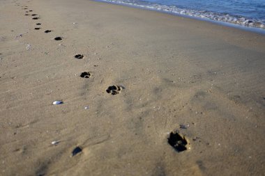 Kumsaldaki köpek ayak izlerinin yüksek açılı görüntüsü