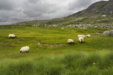 İrlanda 'da bir yamaçta sürüyle yün otlayan koyunlar.
