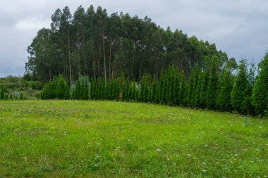 Ön planda yeşil bir çayır ve arka planda İspanya 'da Asturias' ta okaliptüs ağaçları olan manzara..