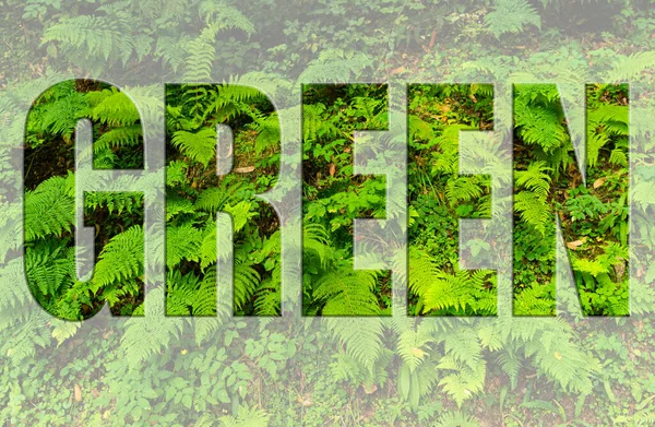 Plantaardige Achtergrond Van Varens Planten Met Het Groene Woord Geschreven — Stockfoto