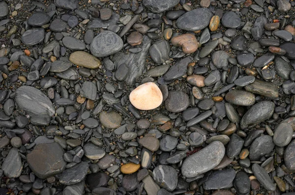 Pierres Noires Humides Sur Une Plage Avec Une Pierre Blanche — Photo