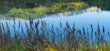 Bazı dağların gölün sakin sularındaki yansımasının panoramik görüntüsü ve sonbaharda bitki örtüsü ile ön plan..