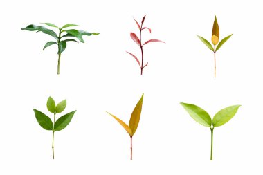 Beyaz arka plan üzerinde tropikal yeşil yaprakları kümesi.