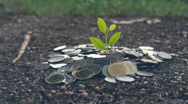 Money growing concept, Plant on pile coins on the ground. Vintage Tone