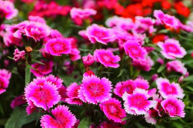 Güzel karanfil barbatus. Şeker William çiçek.