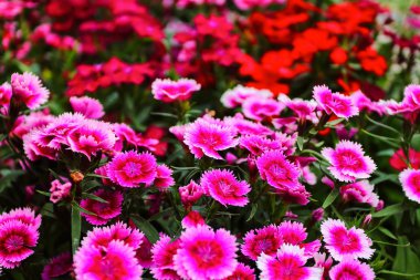 Güzel karanfil barbatus. Şeker William çiçek.