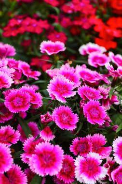 Güzel karanfil barbatus. Şeker William çiçek.