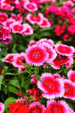 Güzel karanfil barbatus. Şeker William çiçek.