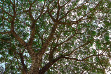 Büyük yeşil ağacın altında. Yayılan gür güzel.