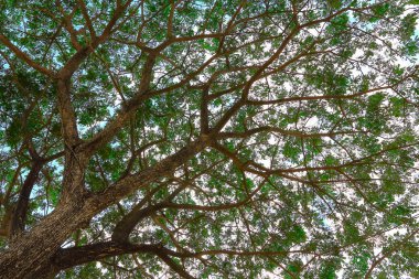 Büyük yeşil ağacın altında. Yayılan gür güzel.