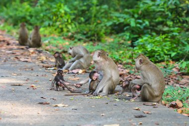 Tayland bir doğal orman sevimli maymun.