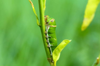 Kelebek tırtıl yeme Güney Afrika'da bir kabile kireç yaprakları.