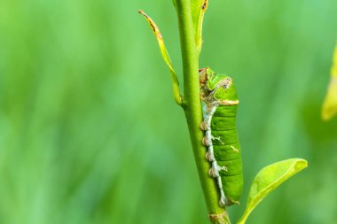 Kelebek tırtıl yeme Güney Afrika'da bir kabile kireç yaprakları.