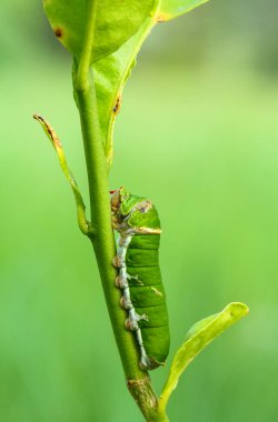 Kelebek tırtıl yeme Güney Afrika'da bir kabile kireç yaprakları.