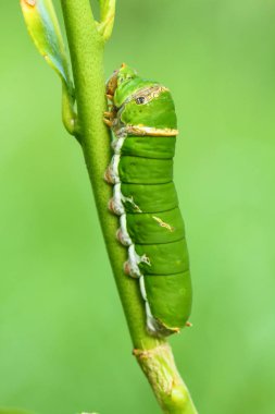 Kelebek tırtıl yeme Güney Afrika'da bir kabile kireç yaprakları.