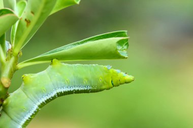 Kelebek tırtıl yemek adenium yaprakları.
