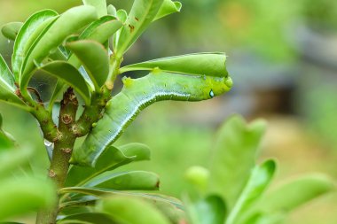 Kelebek tırtıl yemek adenium yaprakları.