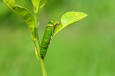 Kelebek tırtıl yeme Güney Afrika'da bir kabile kireç yaprakları.