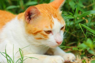 Küçük kedi çimleri.