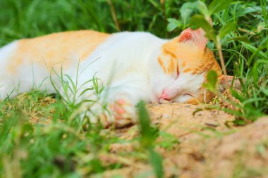 Küçük kedi çimleri.