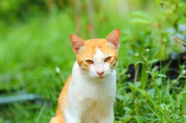 Küçük kedi çimleri.