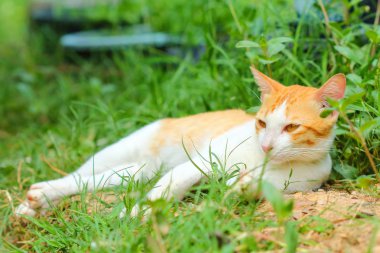 Küçük kedi çimleri.