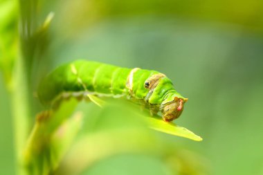 Kelebek tırtıl yeme Güney Afrika'da bir kabile kireç yaprakları.