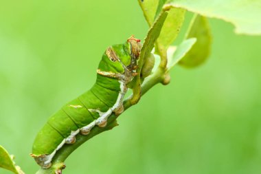 Kelebek tırtıl yeme Güney Afrika'da bir kabile kireç yaprakları.