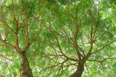 Büyük yeşil ağacın altında. Yayılan gür güzel.