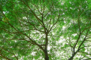 Büyük yeşil ağacın altında. Yayılan gür güzel.