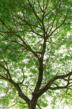 Büyük yeşil ağacın altında. Yayılan gür güzel.