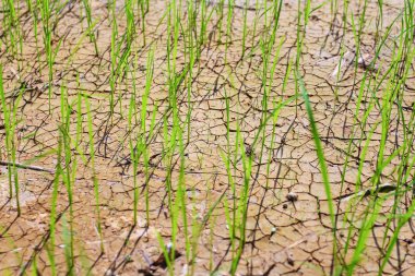 Kuraklık pirinç tarlaları Tayland.