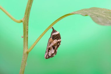 Ağaçta asılı Kelebek kelebek .