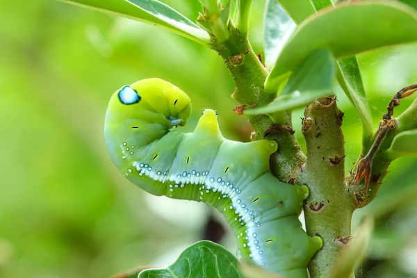 Pillangó Caterpillar Enni Adenium Levelek — Stock Fotó