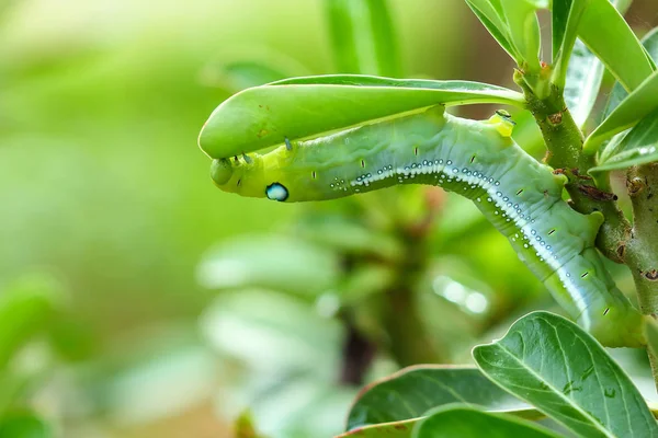 Kelebek Tırtıl Yemek Adenium Yaprakları — Stok fotoğraf