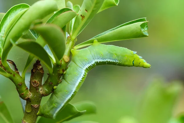 Kelebek tırtıl yemek adenium yaprakları.