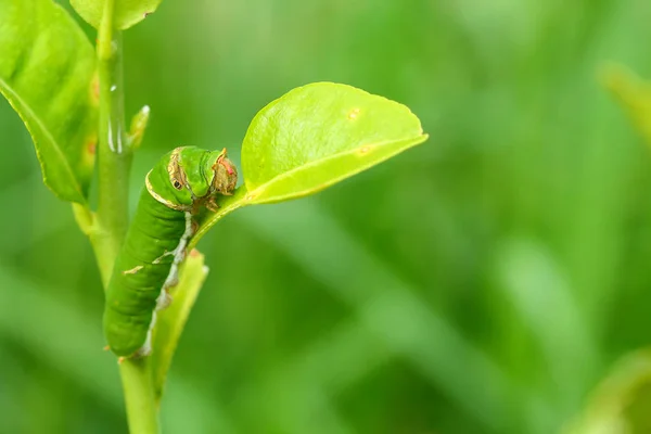 Kelebek tırtıl yeme Güney Afrika'da bir kabile kireç yaprakları.