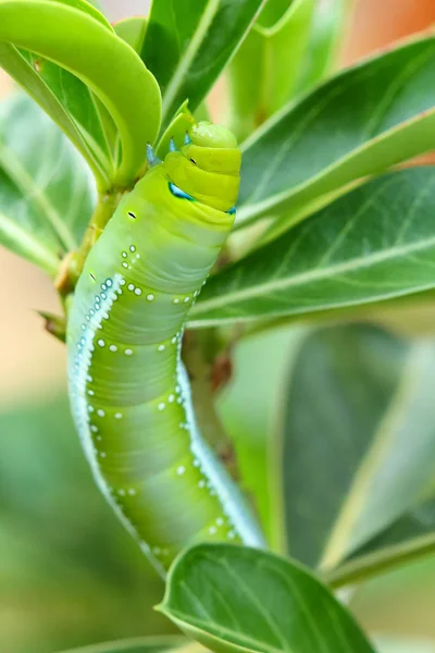 Schmetterlingsraupen Fressen Adeniumblätter — Stockfoto