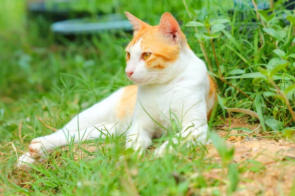 Küçük kedi çimleri.