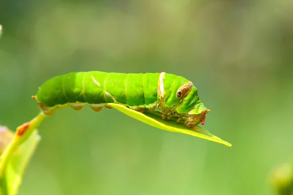 Oruga Mariposa Comiendo Hojas Lima Kaffir — Foto de Stock